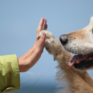 Pet Therapy – Animal Assisted Therapy