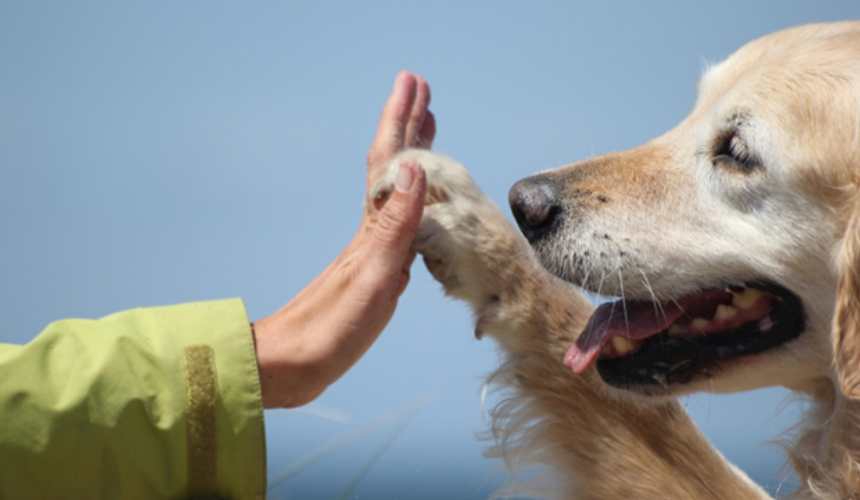 Pet Therapy – Animal Assisted Therapy